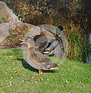 Three wild ducks near a little fall