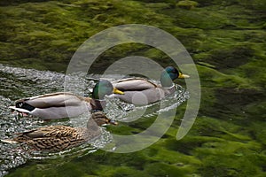 Three wild ducks swim on the surface of a small lake