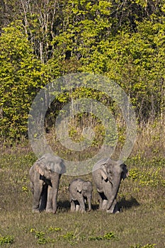 Three wild elephants in a national park, Thailand