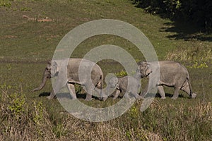 Three wild elephants in a national park, Thailand