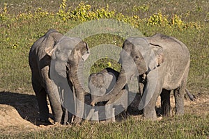 Three wild elephants in a national park, Thailand