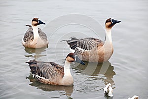 Three wild geese are floating on the water and taking a rest..