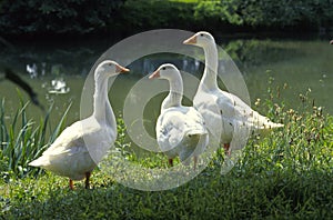 Three wild geese at the waterline photo