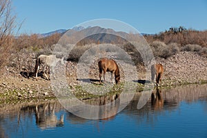 Three Wild Horses Along the Salt River