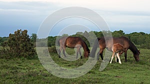 Three wild horses eating grass in a meadow or field