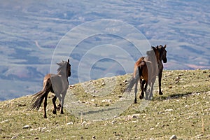 Three wild horses galloping free on Sykes Ridge in the Pryor mountains in Wyoming United States