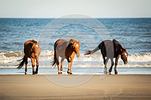 Three Wild Horses with Low Heads Walking Along the Beach at Corolla, North Carolina