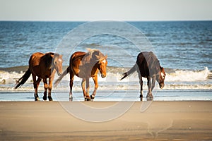 Three Wild Horses with Low Heads Walking Along the Beach at Corolla, North Carolina