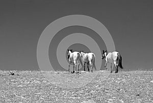 Three wild horses on mountain ridge in the Rocky Mountains in the western USA - black and white