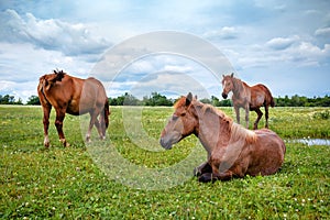 Three wild horses in the pasture