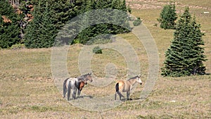Three Wild Horses in the Pryor Mountains in Wyoming United States