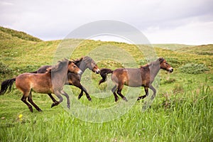 Three wild horses running on the dutch island of texel