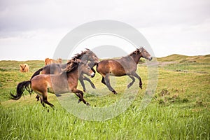 Three wild horses running on the dutch island of texel