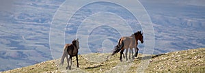 Three wild horses running wild on a mountain ridge in the western United States