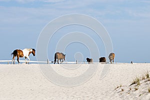 Three wild horses on sandy beach by ocean