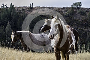 Three wild horses are wary of me