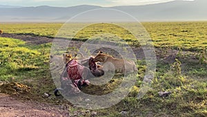 Three wild lions near a dead buffalo. Ngorongoro National Park. Safari in Africa.