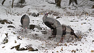 Three Wild Male Turkeys in winter snow