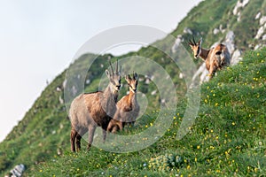 Three wild mountain goat chamois rupicarpa rupicarpa in a green meadow with yellow flower