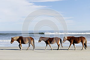 Tres Salvaje sobre el Playa 