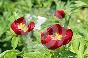 Three wild peony with picking bees