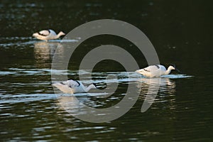 Pied avocets in swirling water photo
