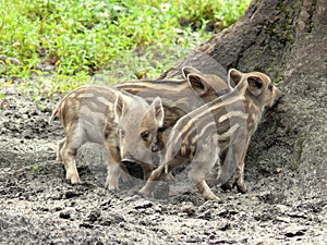 Three wild pigs