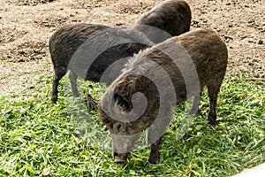 Three wild pigs are eating green plucked grass