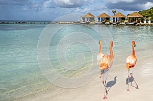 Three Wild Pink Flamingos on a Caribbean Beach With Cabanas in the Background 1 photo