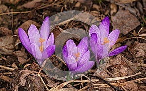 Three wild purple and yellow iris (Crocus heuffelianus) flowers growing in shade, dry grass and leaves around