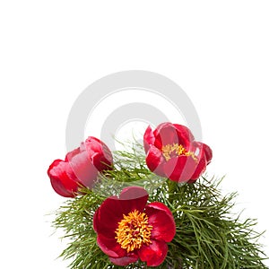 Three wild red peony with green leaves
