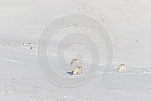 Three wild Svalbard Reindeer, Rangifer tarandus platyrhynchus, searching for food in the snow at the tundra in Svalbard