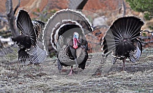 Three wild turkey gobblers display