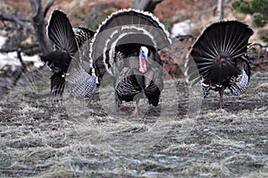 Three Wild turkeys