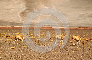 Three of Wild Vicunas Grazing on the Arid Desert of Los Flamencos National Reserve in Northern Chile photo