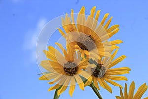 three wild yellow coneflowers, with bees, against blue sky STANDING TALL n PROUD