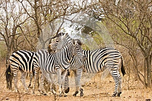 Three wild zebras in the bush , Kruger National park, South Africa