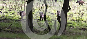 Three wildboar animal in the netherlands in the forest