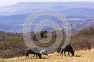 Three Wildebeest Grazing on Grassy hillside Overlooking Hills