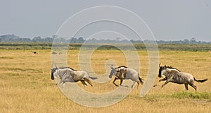 Three Wildebeest on the run