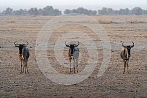 Three wildebeests stand perfectly in unison, looking at camera. Amboseli National Park Kenya