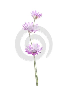 Tre fiori da lilla colore isolato su sfondo bianco. (paglia 