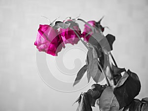 Three wilted roses, black and white photo