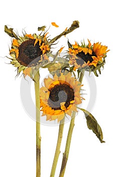 Three wilted sunflowers