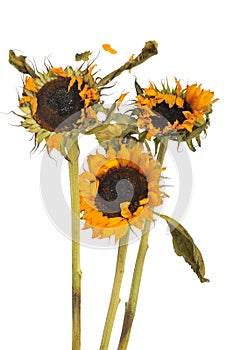 Three wilted sunflowers photo