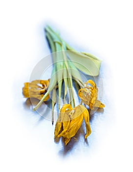 Wilted yellow tulips on cool blue steel texture. Concept age with beauty