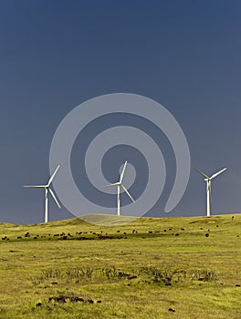 Three windmills, pasture, cattle, Hawaii photo