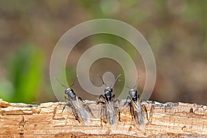 Three winged ants looking off into the distance