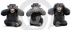 Three wise Monkeys .Monkey see no evil , hear no evil , speak no evil concept .