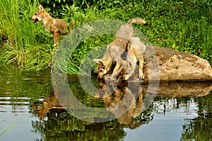 Three wolf pups with water reflections.